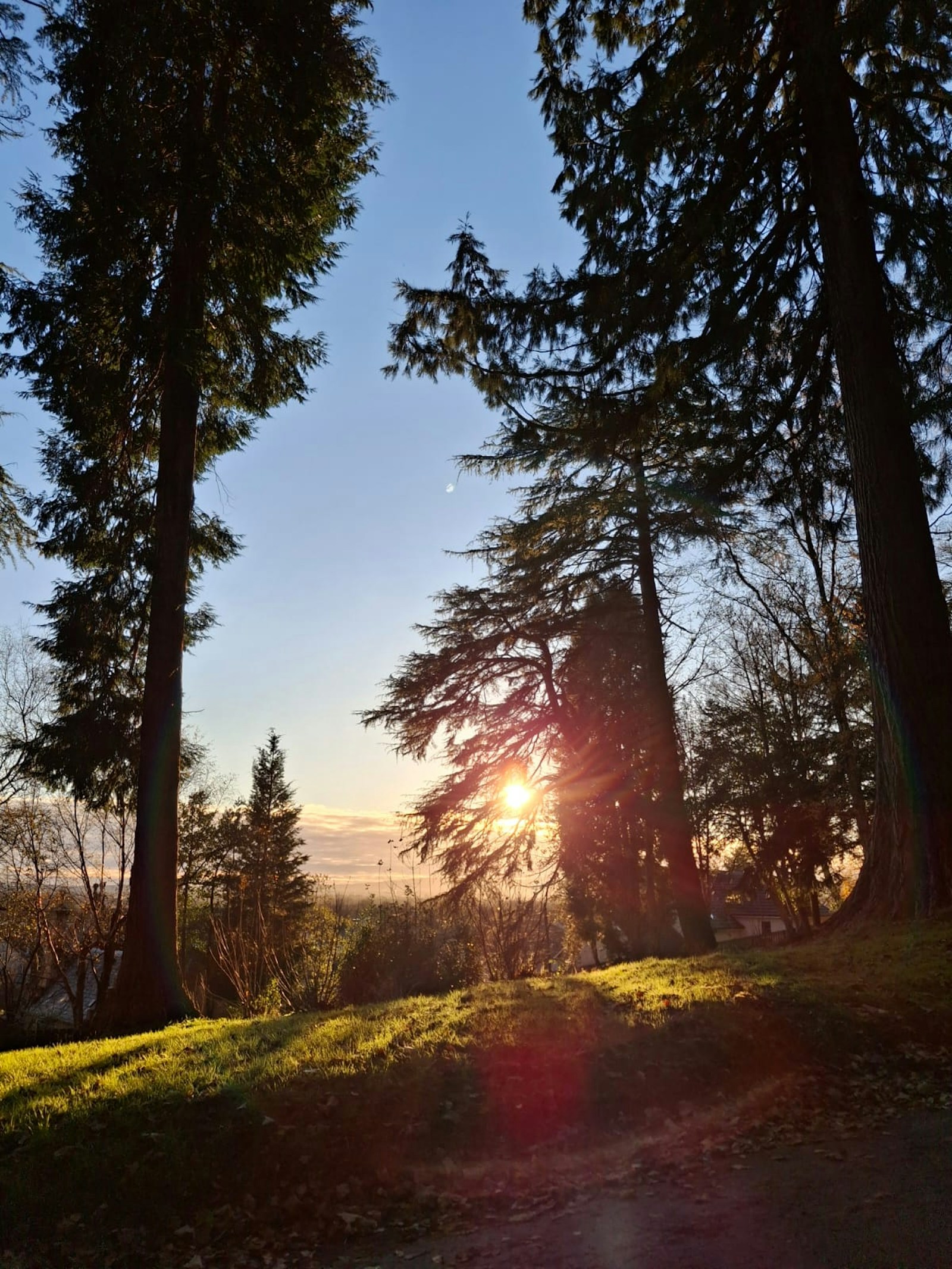 Sunset seen through mature trees in the grounds of Broomhall Castle