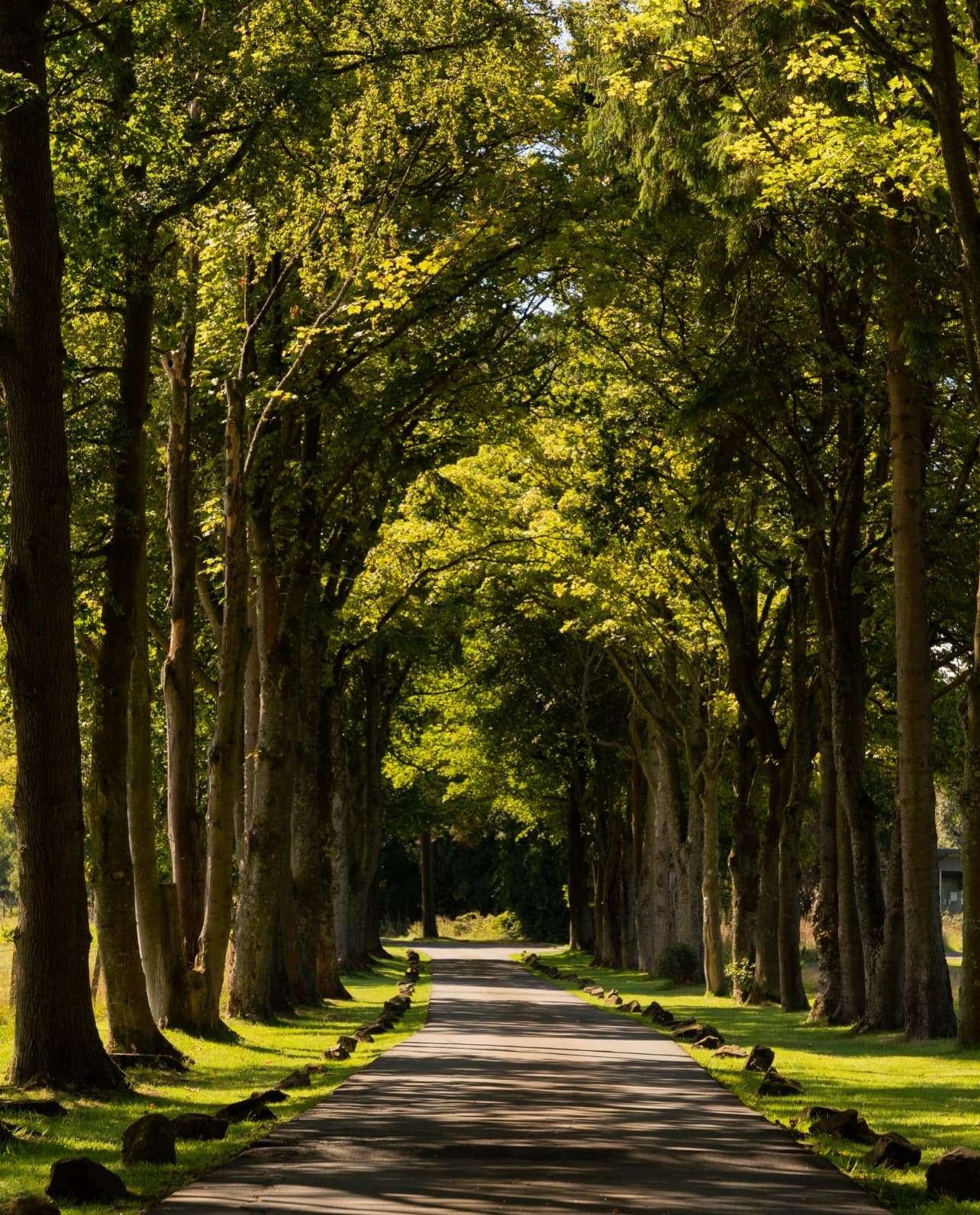 Tree-lined private drive at Glenbervie House.